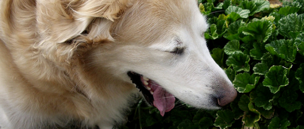 remedios tos en perros