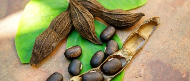 beneficios de mucuna pruriens