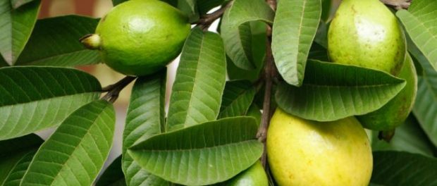 hoja de guayaba para la diabetes