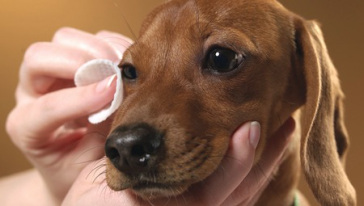 Plata coloidal para perros y gatos