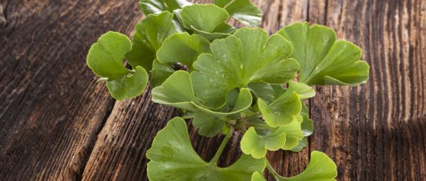 ginkgo biloba beneficios y contraindicaciones