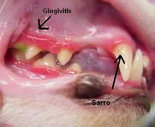 gingivitis en perros tratamiento casero