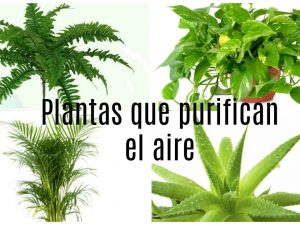 plantas que purifican el aire