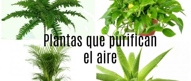 plantas que purifican el aire