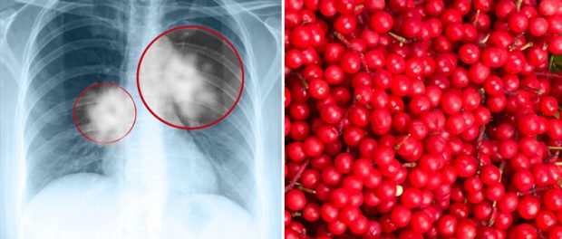 schizandra contraindicaciones