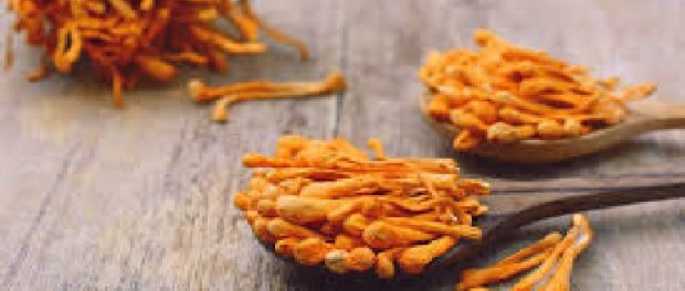 cordyceps contraindicaciones