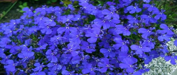 lobelia beneficios y contraindicaciones