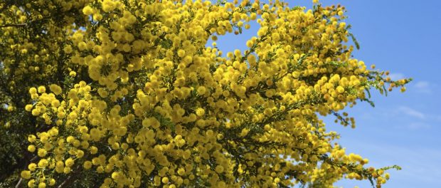 contraindicaciones de la acacia