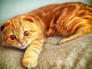 remedios para el estreñimiento en gatos