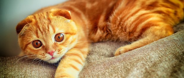 remedios para el estreñimiento en gatos