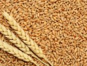 ventajas y desventajas del trigo