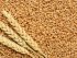 ventajas y desventajas del trigo