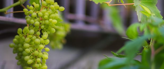 contraindicaciones de las uvas