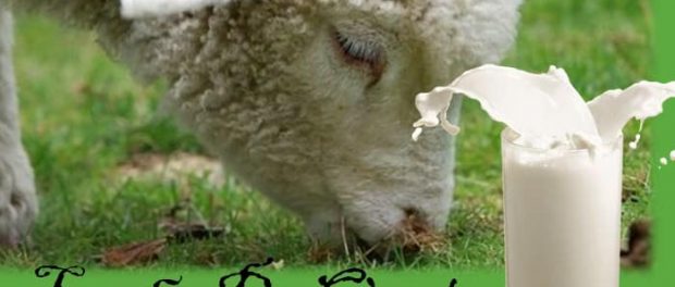 Leche de oveja propiedades y contraindicaciones