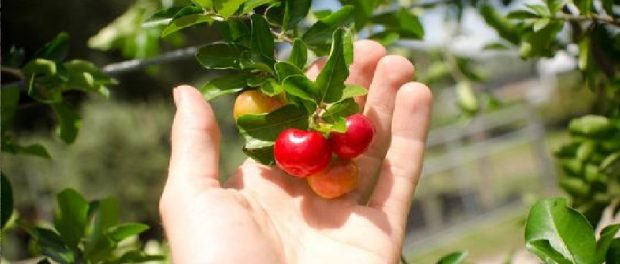 Acerola propiedades y contraindicaciones