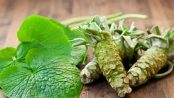 wasabi beneficios y contraindicaciones