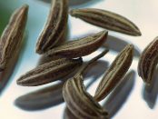 Beneficios y contraindicaciones de la alcaravea (carum carvi)
