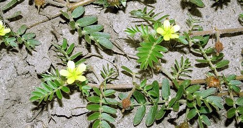 Tribulus Terrestris