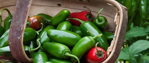 chile jalapeño beneficios y propiedades