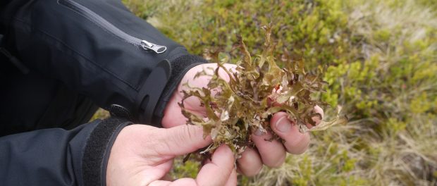 liquen de islandia beneficios y contraindicaciones