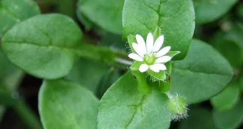 beneficios de la planta pamplina