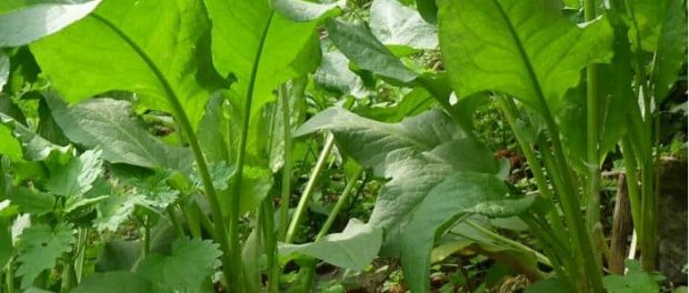 Lengua de vaca beneficios