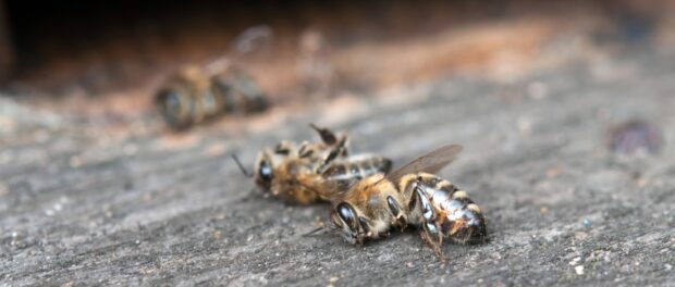 abejas muertas en el suelo significado espiritual