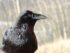 cuervo negro significado espiritual