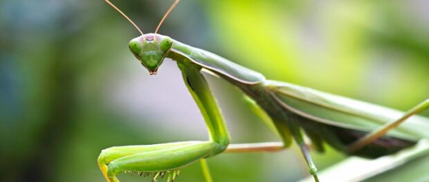 mantis religiosa significado espiritual 