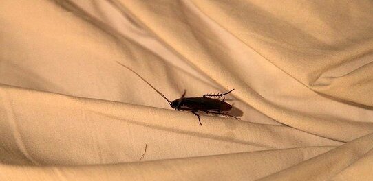 que significa una cucaracha en la cama