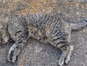 gato muerto significado espiritual