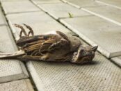 pájaro muerto significado espiritual