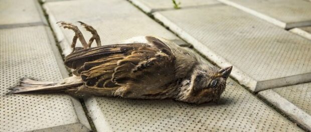 pájaro muerto significado espiritual