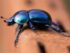 escarabajo negro significado espiritual