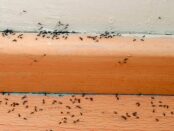 hormigas pequeñas en casa significado