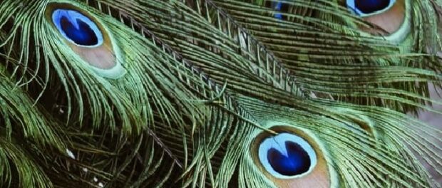 Cuál es el significado de una pluma de pavo real