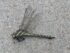 qué significa encontrar una libélula muerta en tu casa