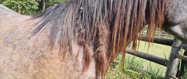 significado del caballo en la brujería