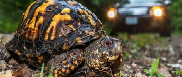 que significa encontrarse una tortuga en el camino