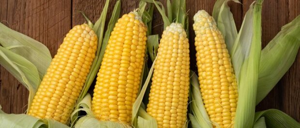 maíz significado espiritual