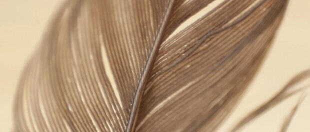 pluma marrón significado