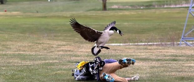 que significa cuando un pájaro te ataca