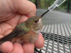 que significa encontrar un colibrí herido