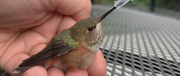 que significa encontrar un colibrí herido
