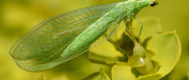 crisopa verde en casa significado